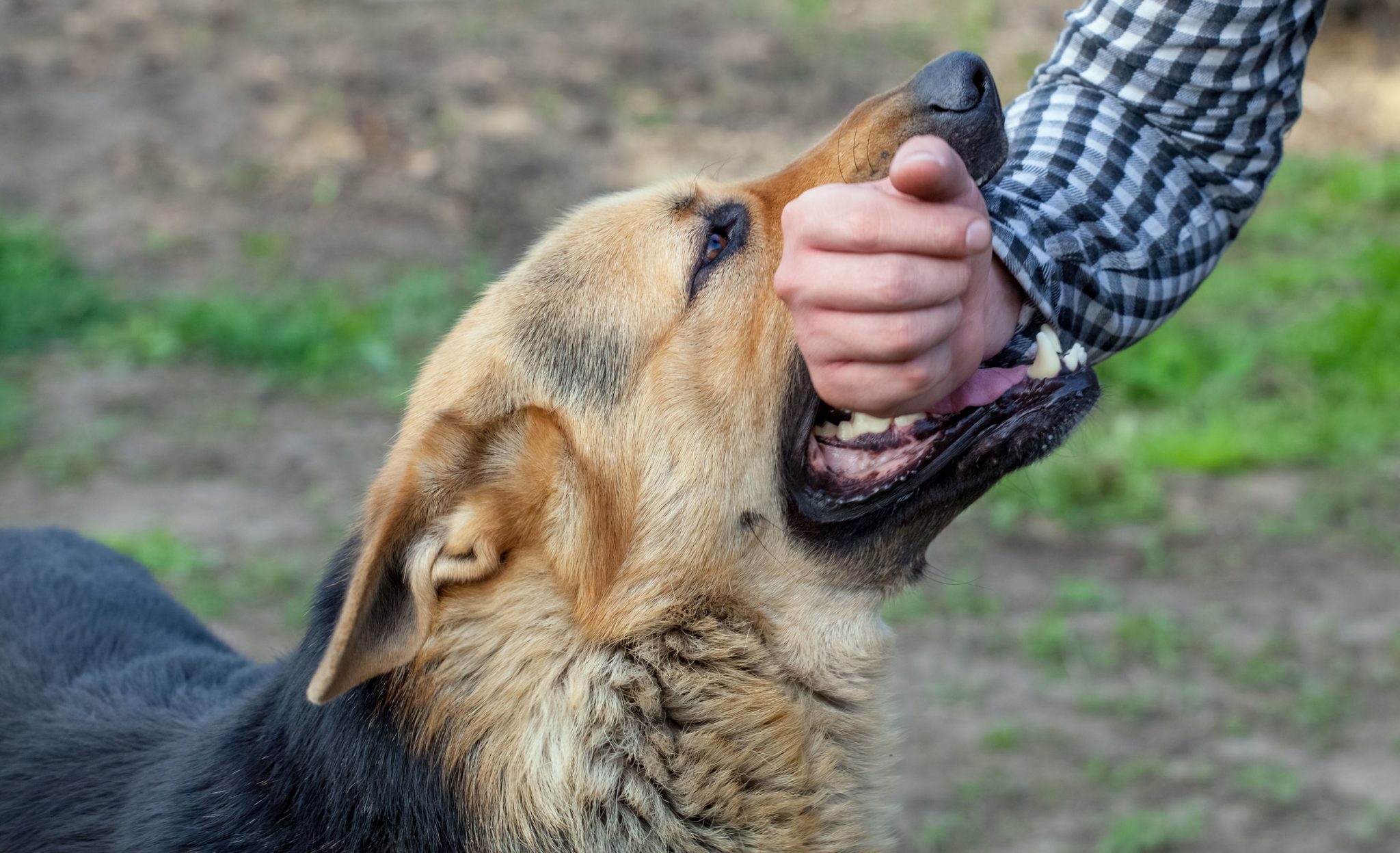 Pahrump Dog Bite Attorney (Nye County) - ER Injury Attorneys