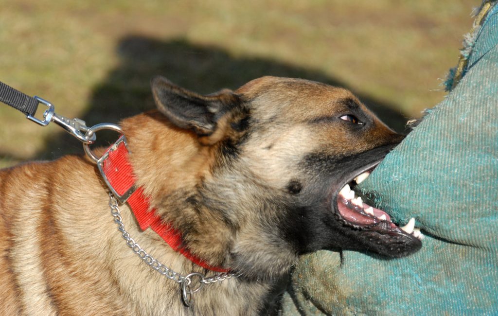 why does dog bite leash