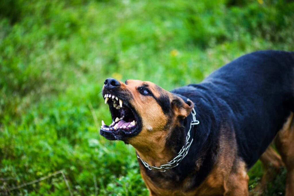 Bitten By a Dog | Las Vegas Dog Bite Lawyer